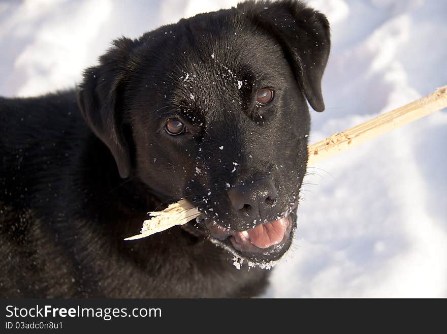 Portrait of the black dog with wooden stick, close-up. Portrait of the black dog with wooden stick, close-up