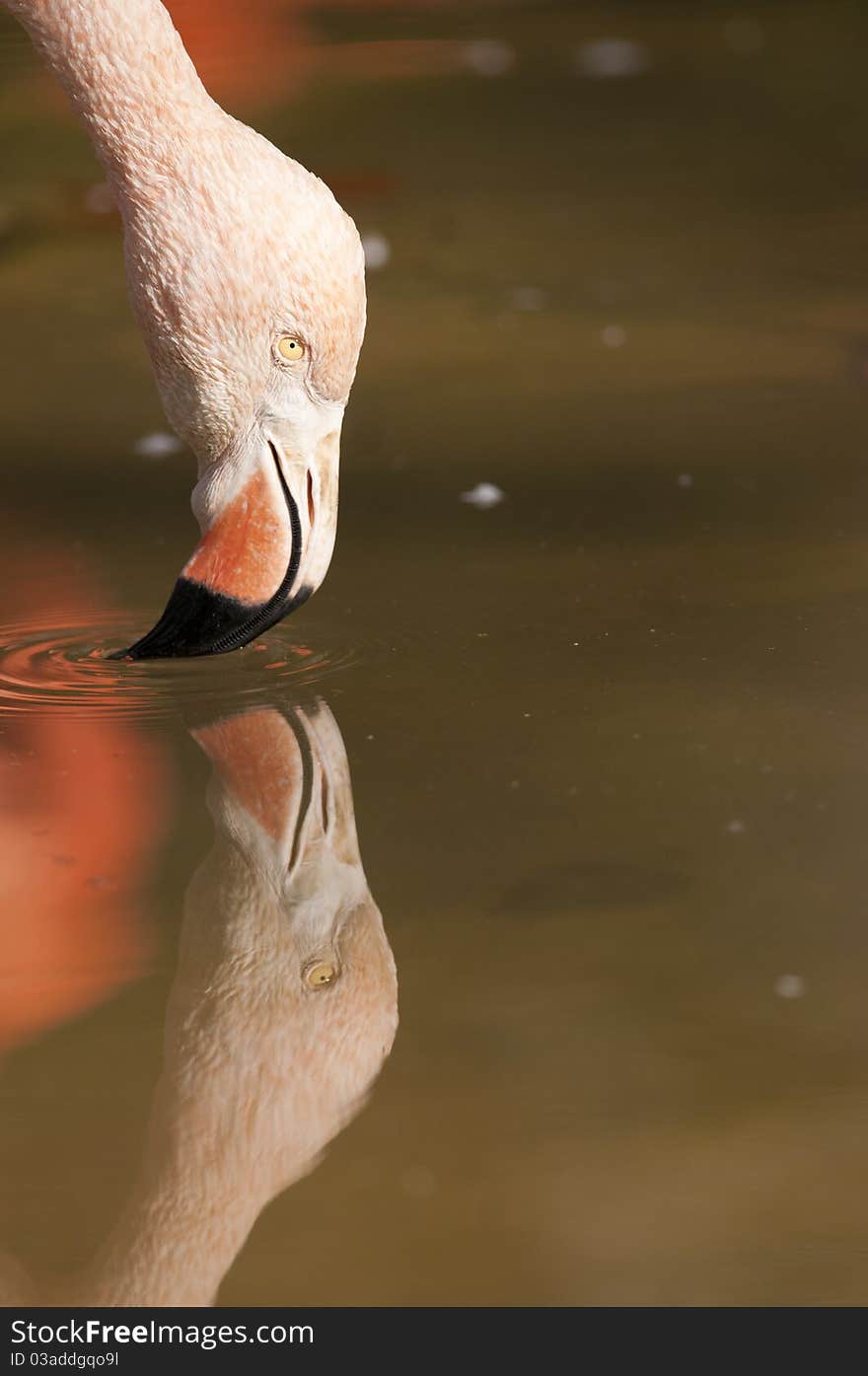 Chilean Flamongo Portrait