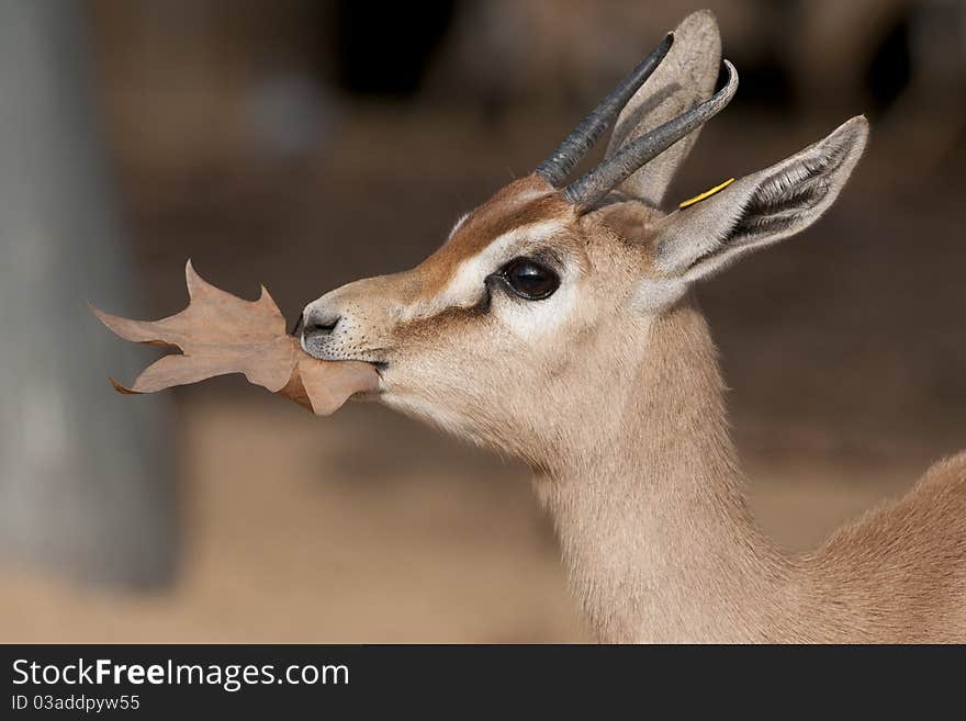 Dorcas Gazelle Portrait