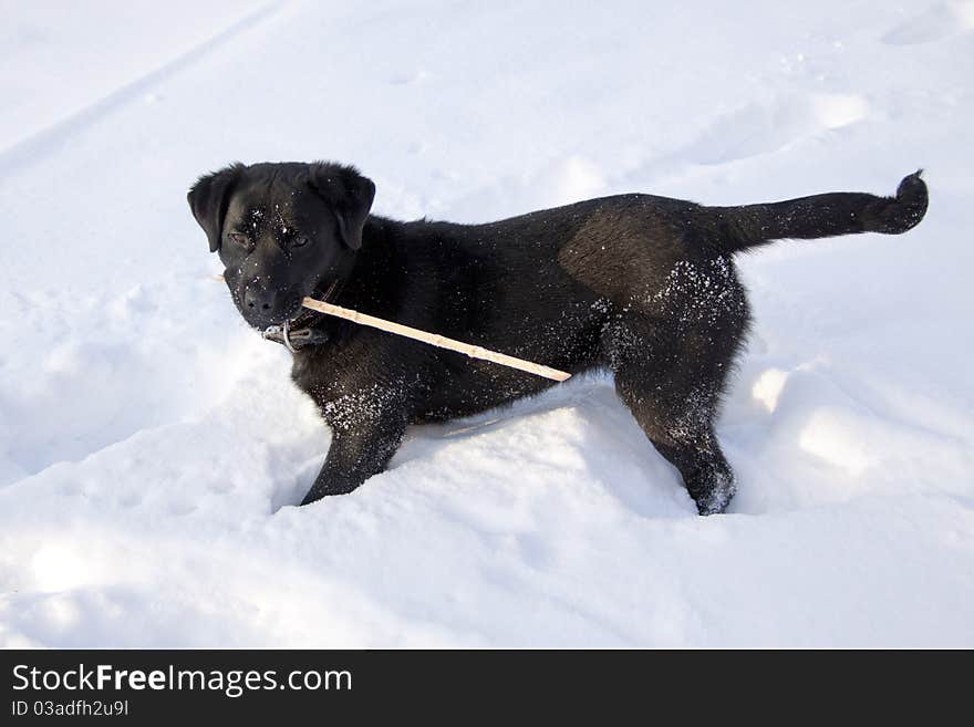 Black dog on the snow with stick. Black dog on the snow with stick