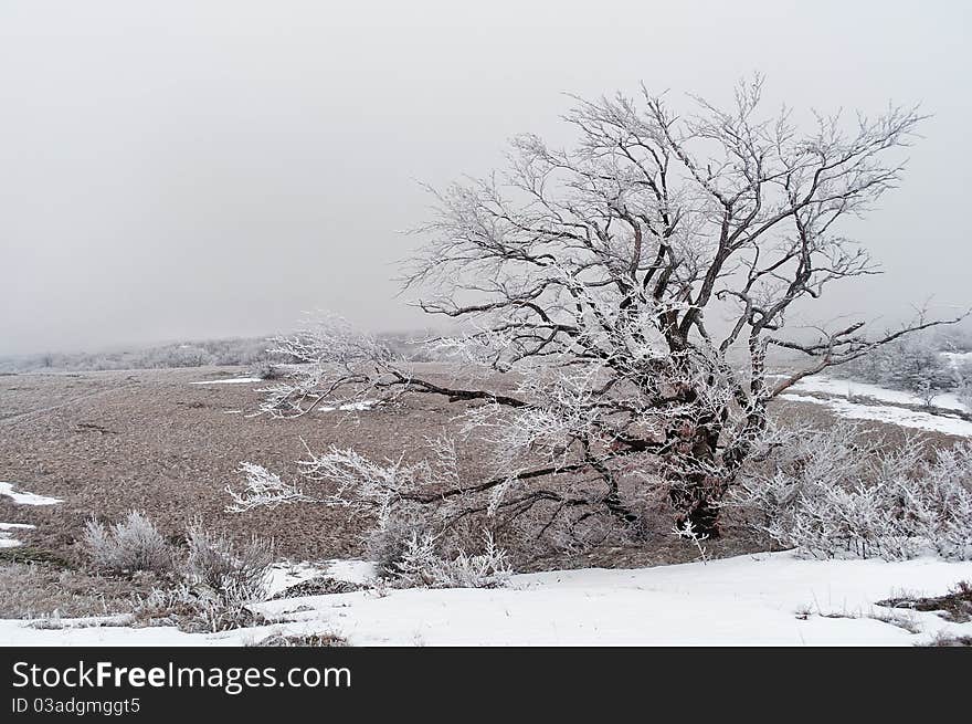 A tree covered with frost