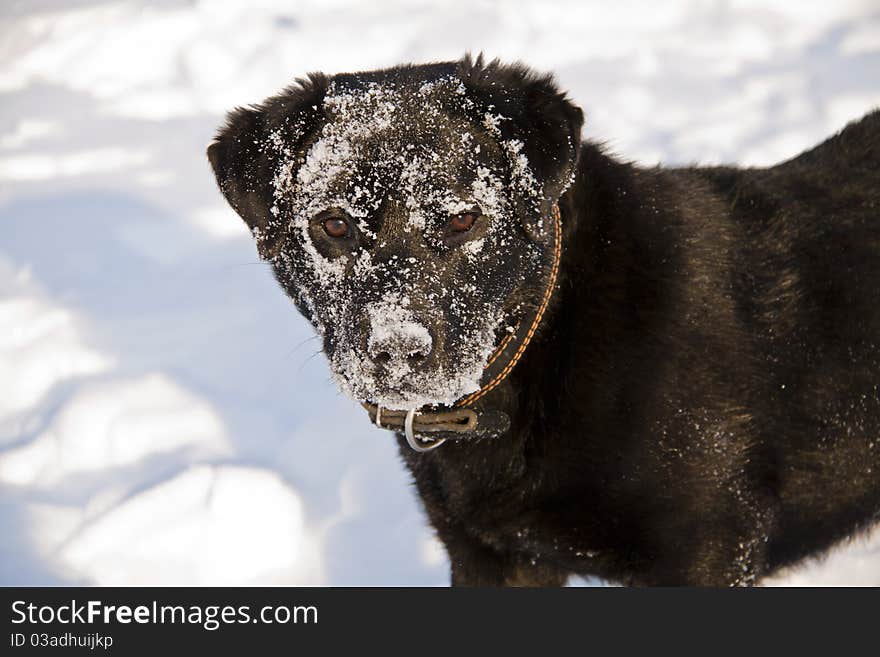 Portrait of black dog