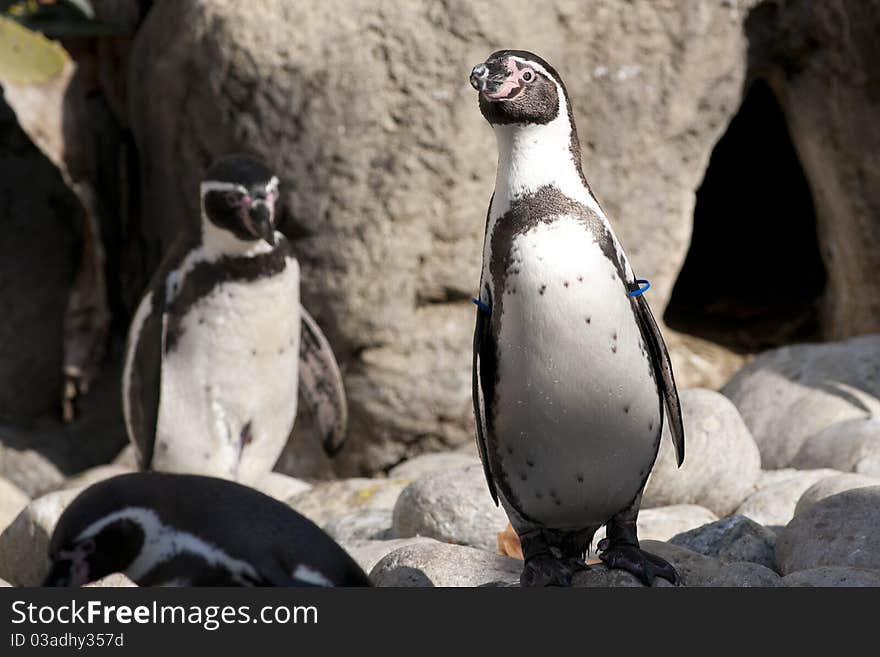 Humboldt Penguin