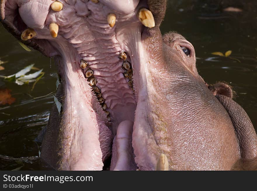 Hippopotamus with open mouth