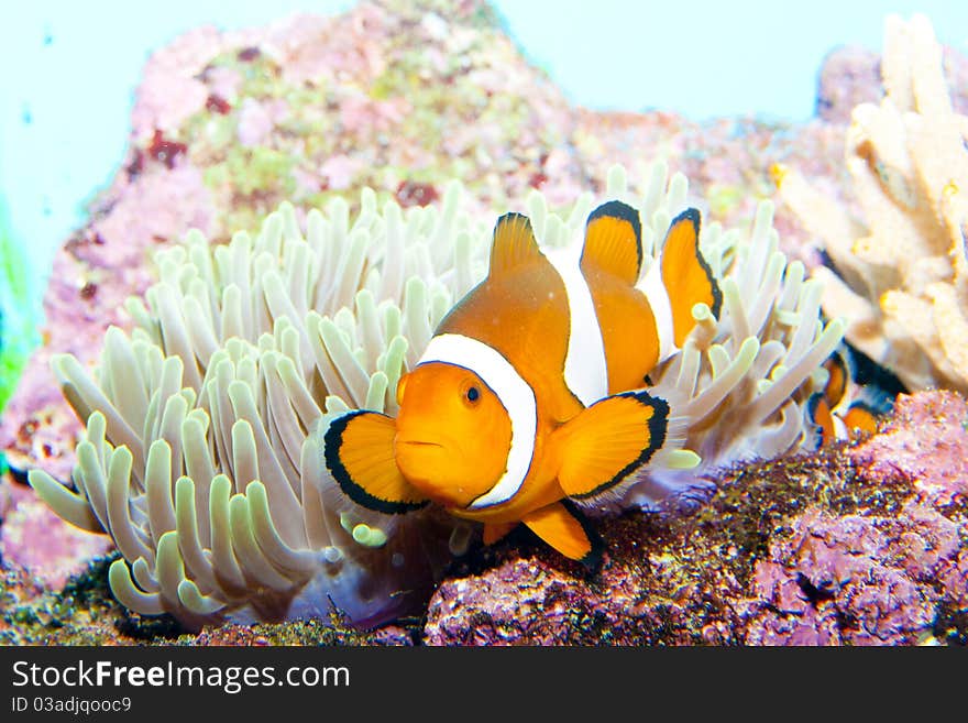 Clown Fish in Anemone Aquarium