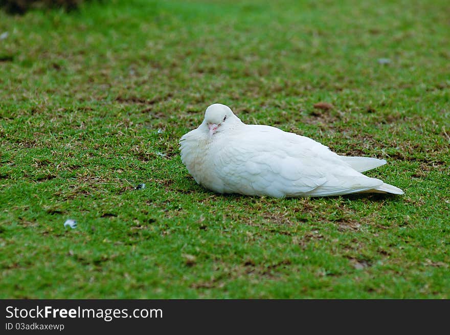 Dove sitting on the grass. Dove sitting on the grass