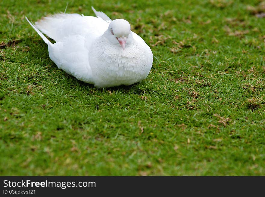 Sitting Dove