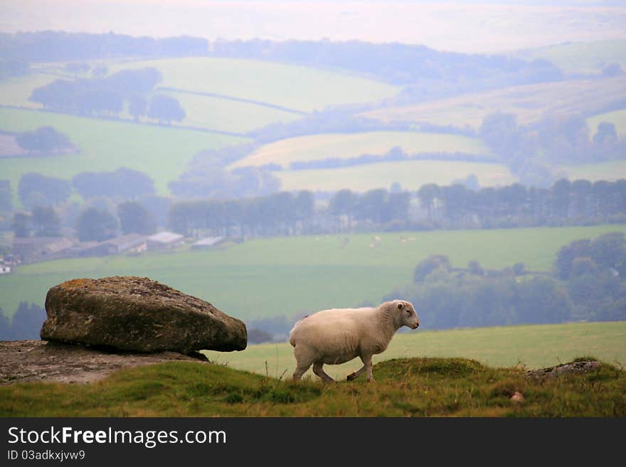 Sheep on Hamel Down