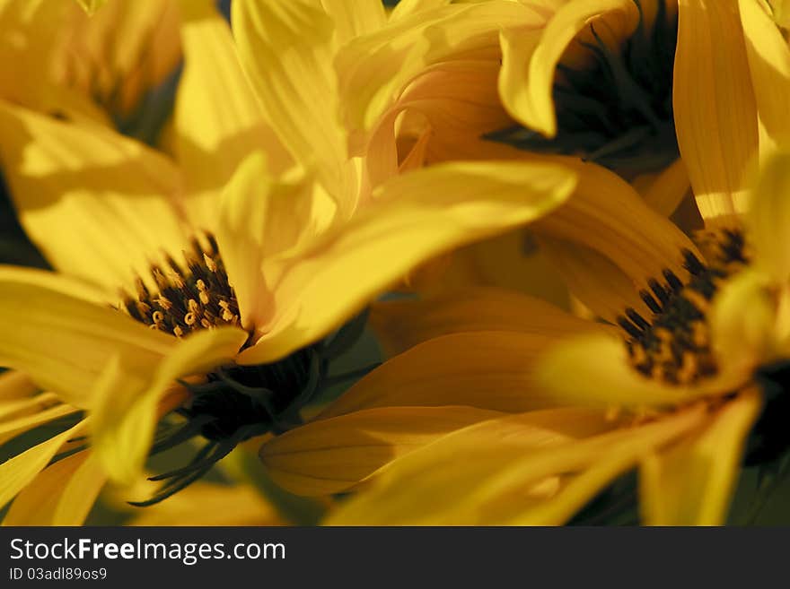 Inside a yellow flower