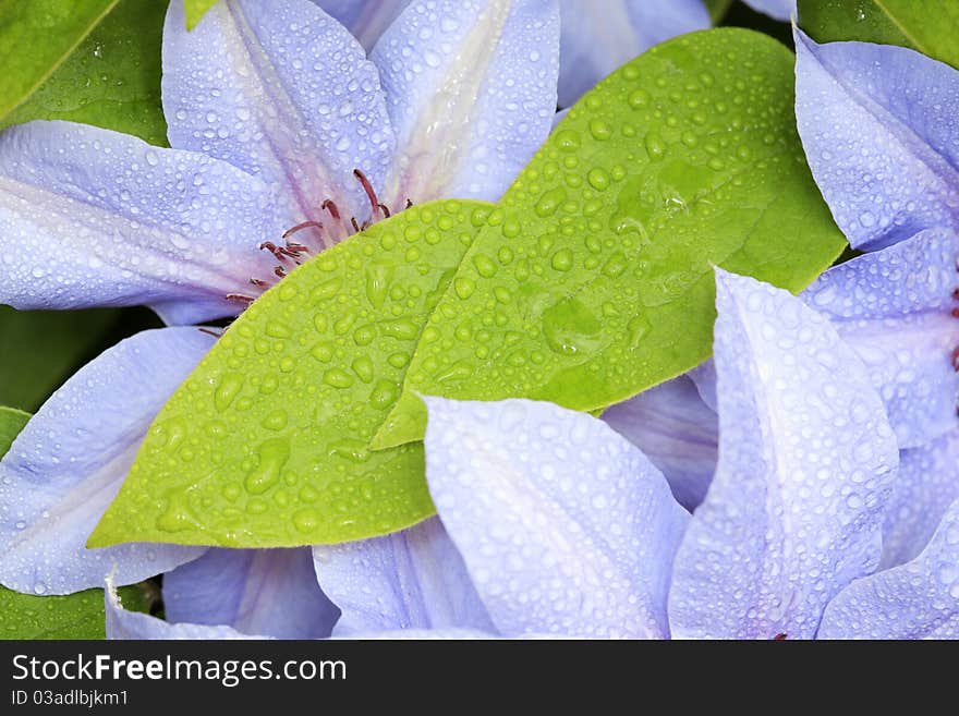 Close up of Green leaves with blue clematis flowers covered dewy