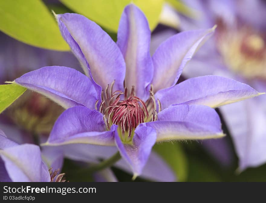 Close up of blue clematis flower