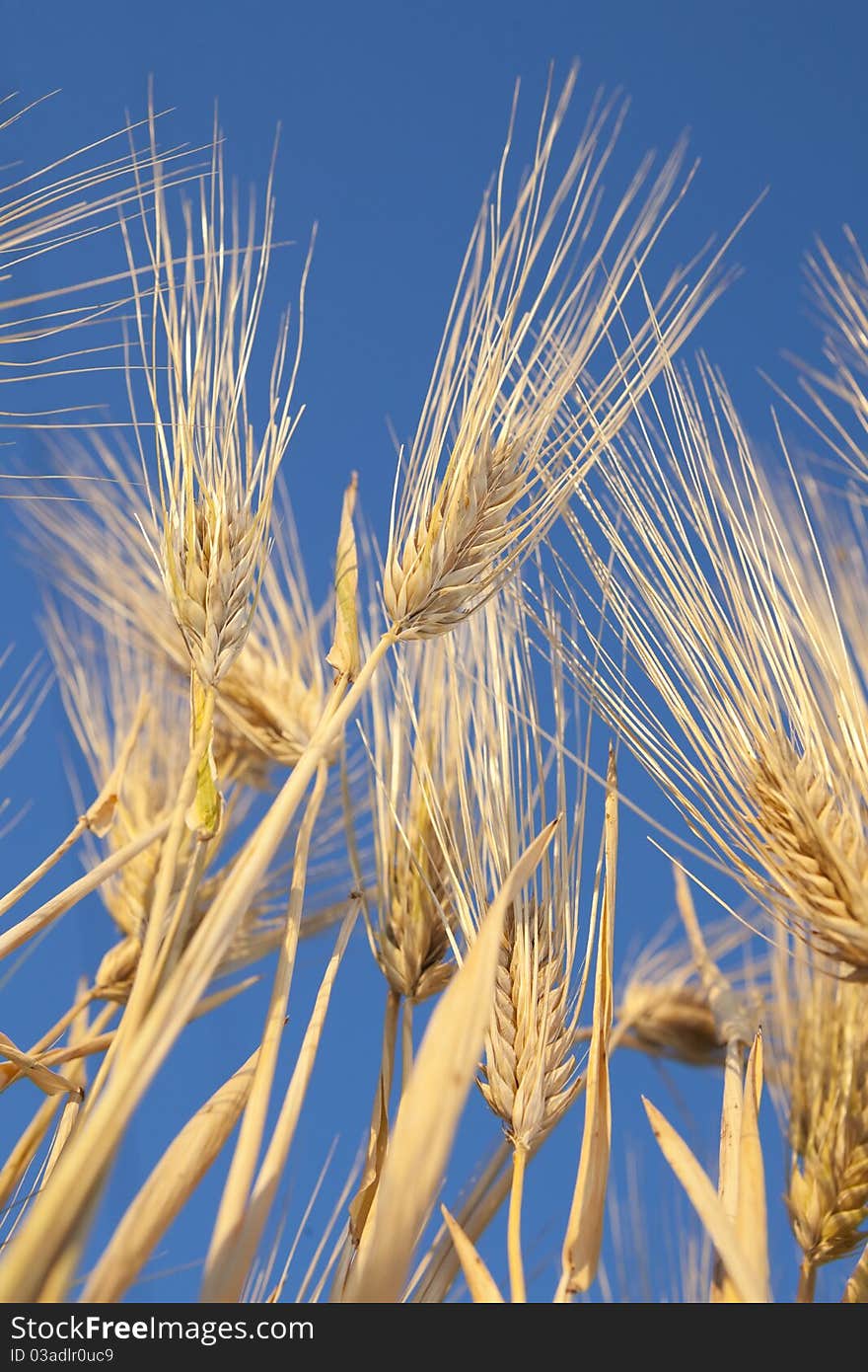 Golden ears in the field lit by the rising sun against blue sky