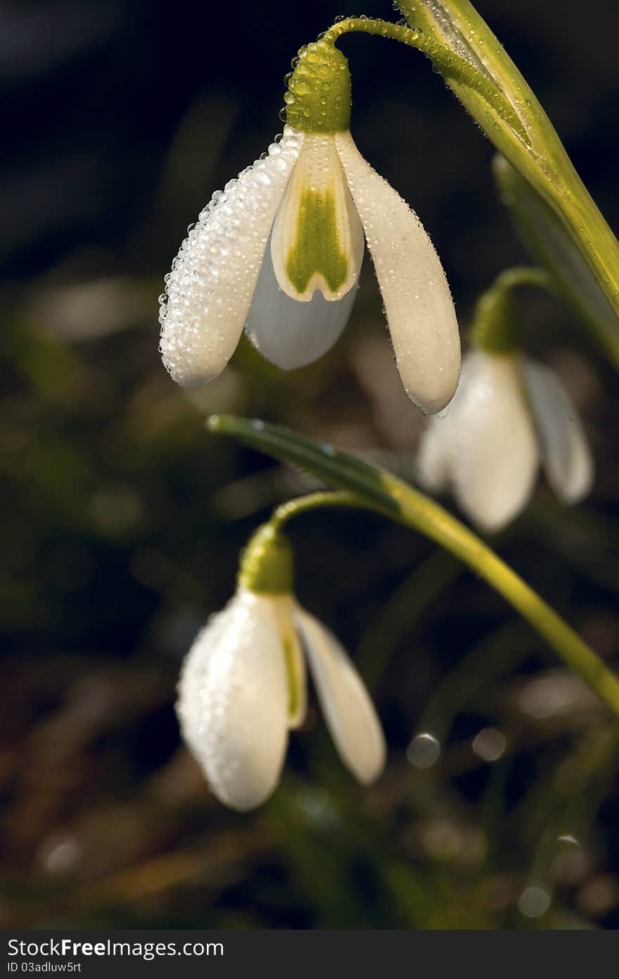 Snowdrops  In Morning Dew