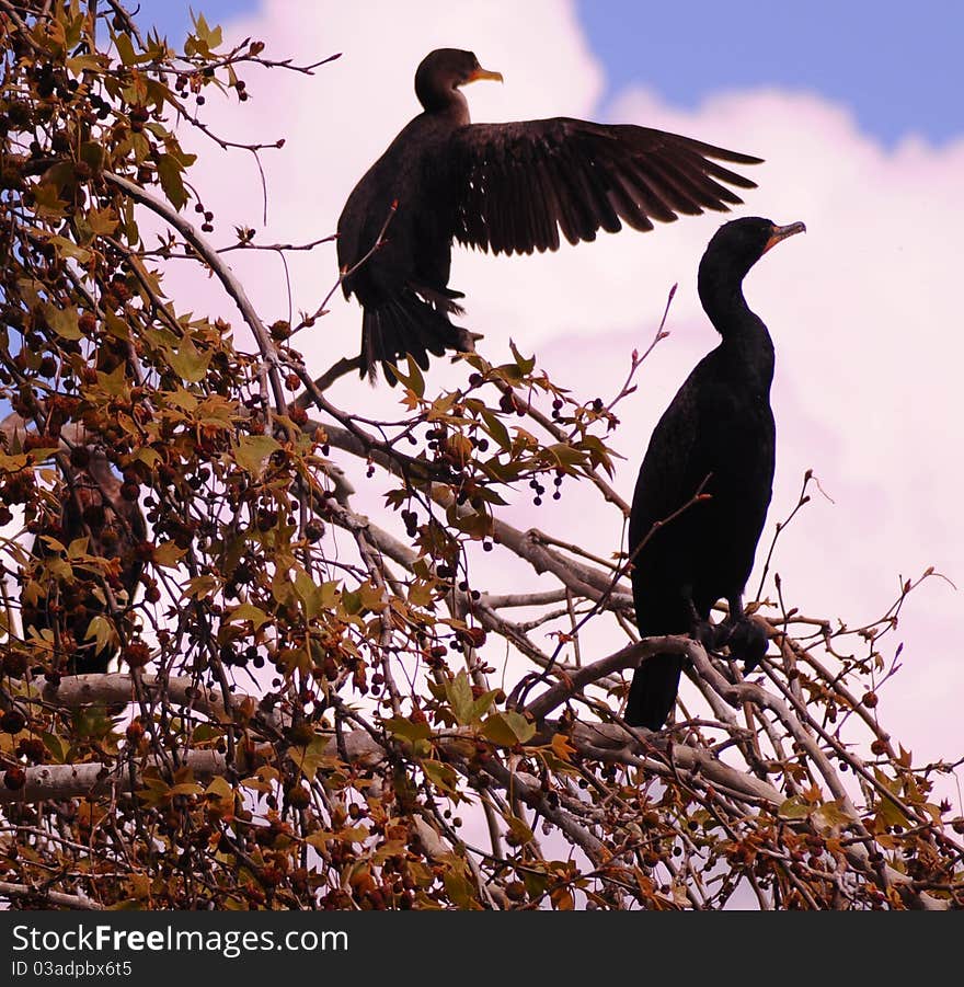 Two perched comorant birds high in a tree with one wing extended as if to point to something, cloudy background. Two perched comorant birds high in a tree with one wing extended as if to point to something, cloudy background