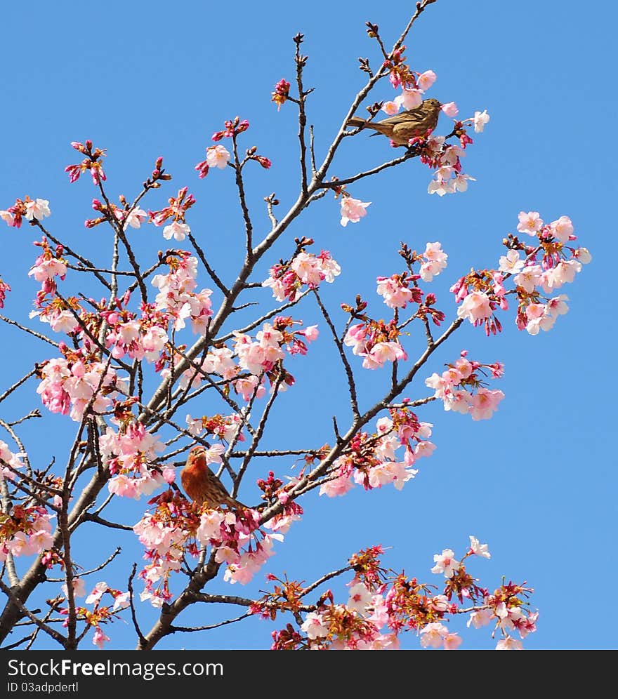 Two rose breasted house finches eating blossums in a blooming tree with a bright blue sky background. Two rose breasted house finches eating blossums in a blooming tree with a bright blue sky background