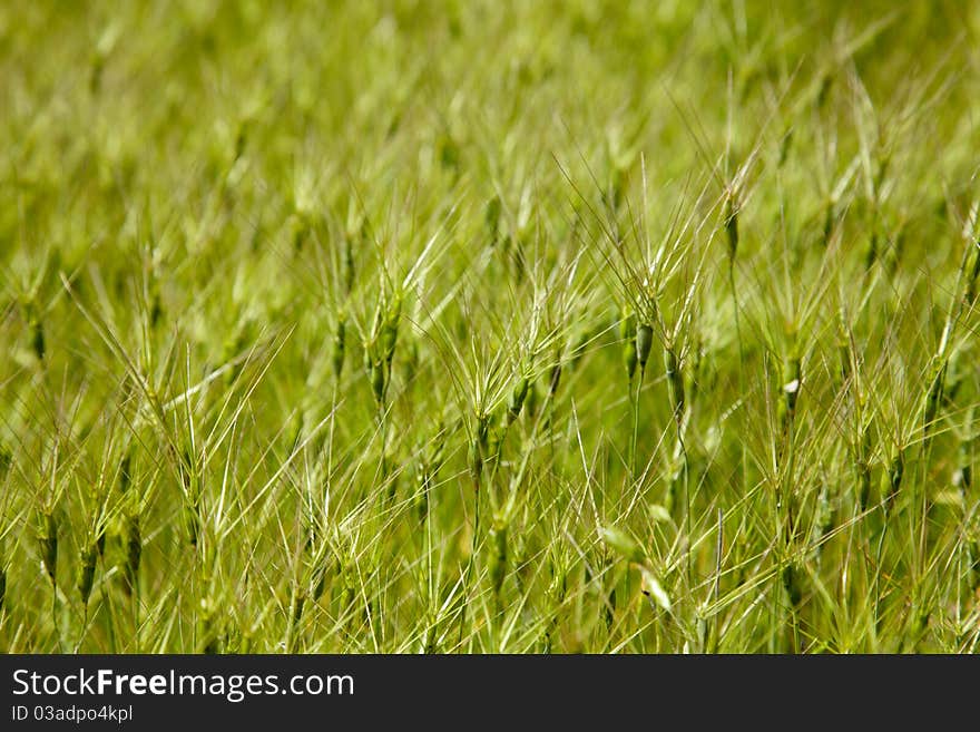 Goat grass on the meadow