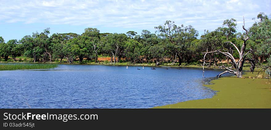 The flooded wetlands at Banrock Station, Riverland South Australia. The flooded wetlands at Banrock Station, Riverland South Australia.