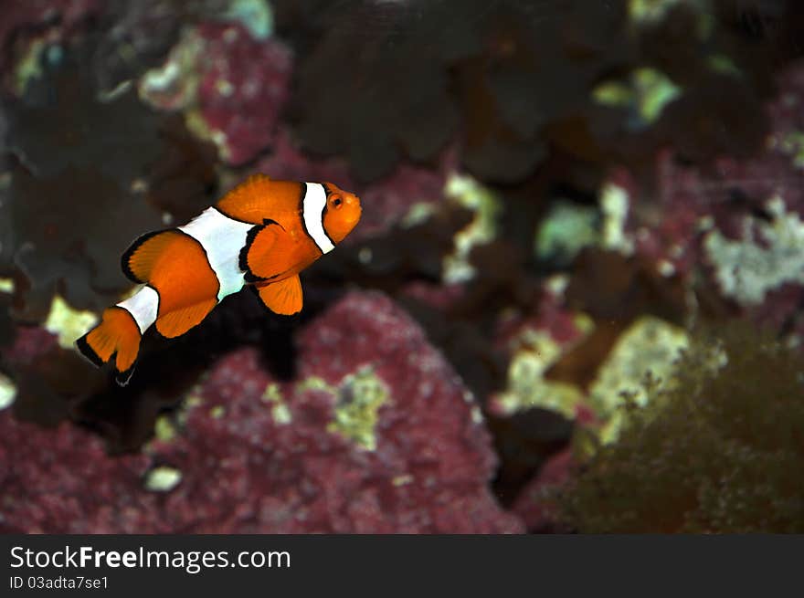 Clown fish swimming among sea mushrooms and coral