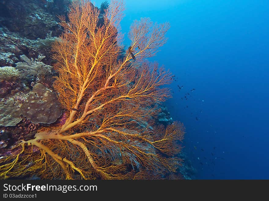 Sloping coral wall off the coast of Bunaken island in North Sulawesi, Indonesia. Sloping coral wall off the coast of Bunaken island in North Sulawesi, Indonesia