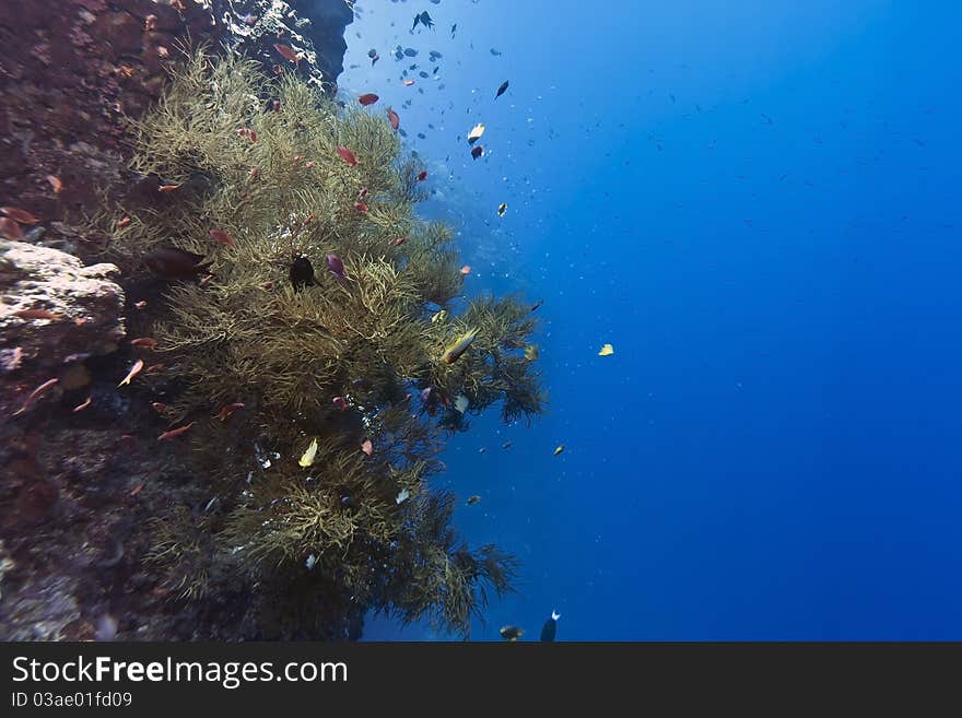 Black Coral off Bunaken island