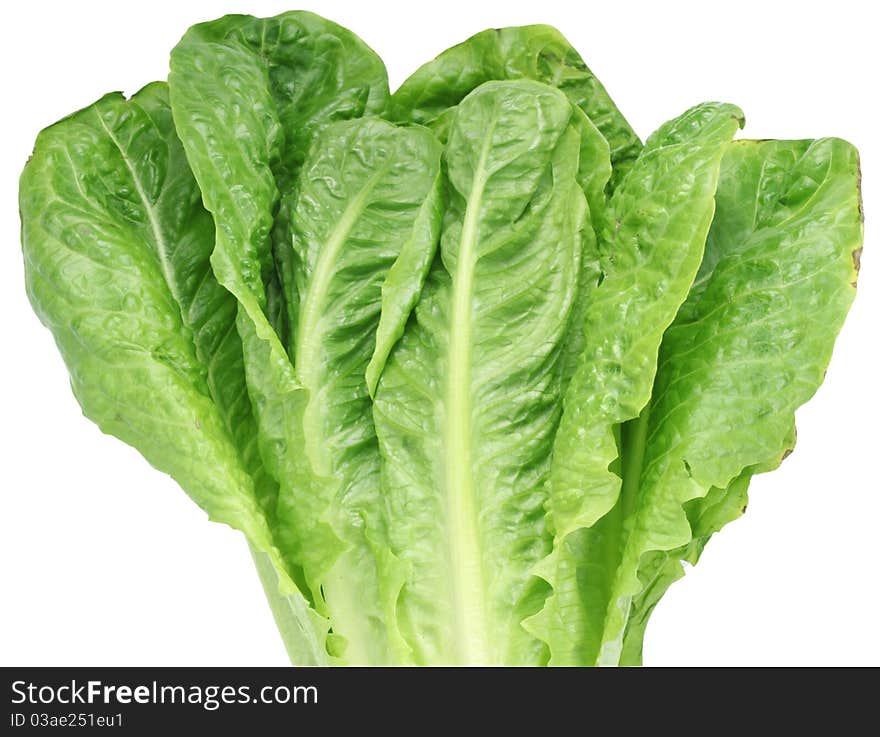 Lettuce On White Background.