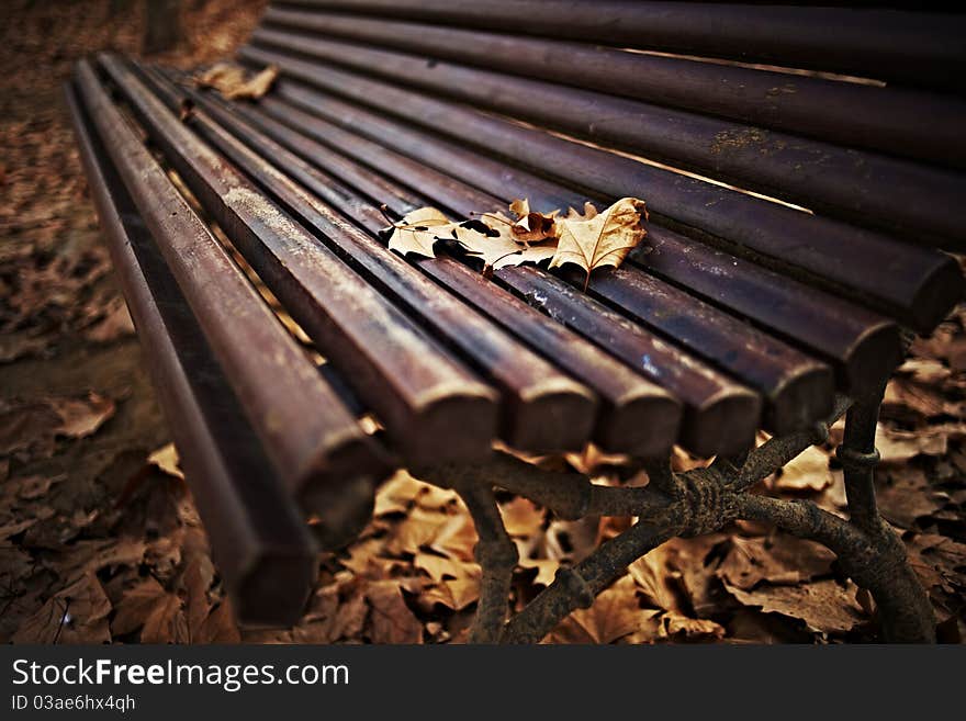 Wood bench with autumn leaves