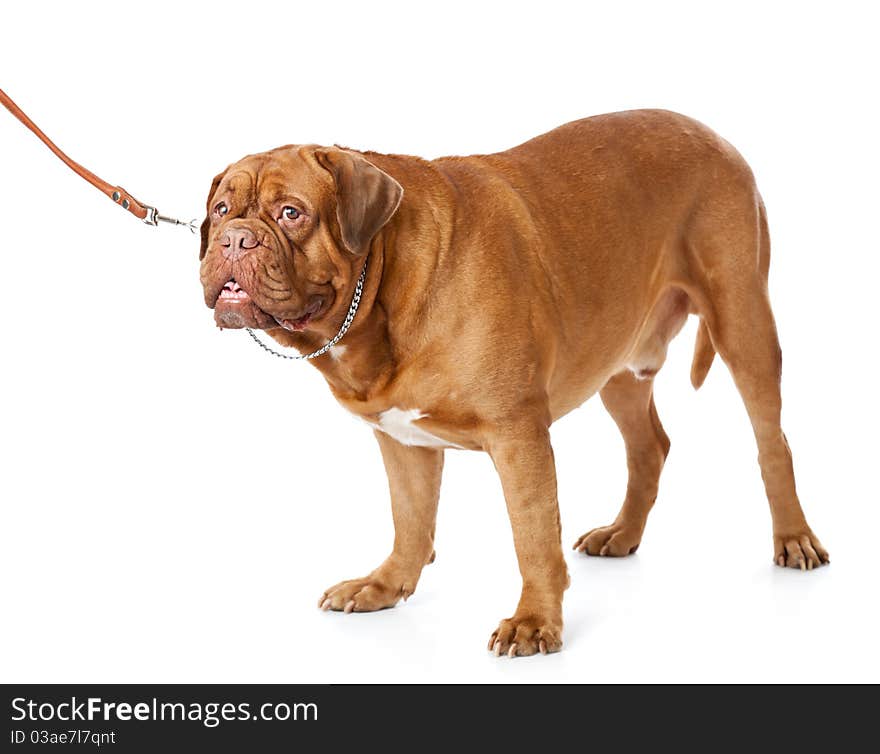 A cute dog is standing in the studio. isolated on a white background