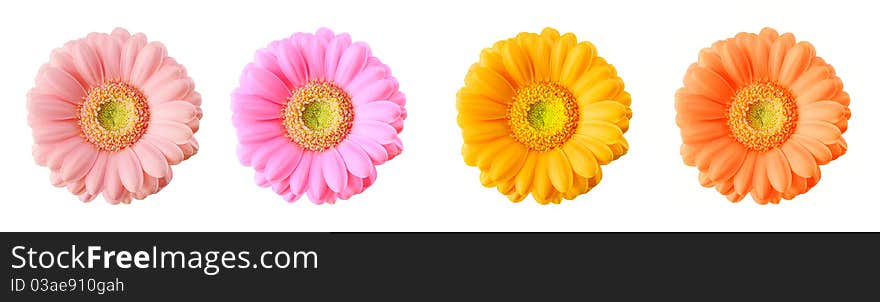 Gerbera flowers of different bright colors isolated on white background. Clipping path included. Gerbera flowers of different bright colors isolated on white background. Clipping path included.