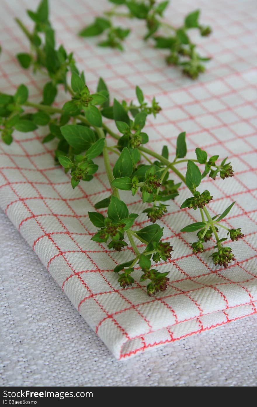 Fresh oregano with dishtowel, herb