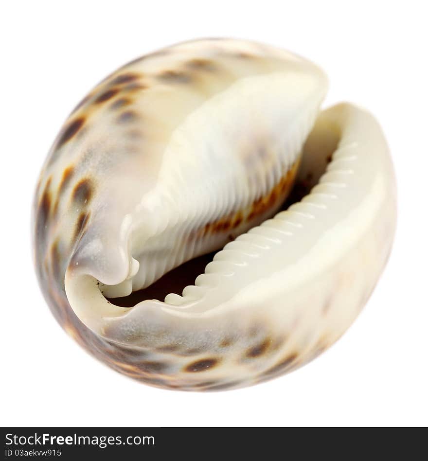 Sea shell isolated on white background. Intentional shallow depth of field. Studio work.