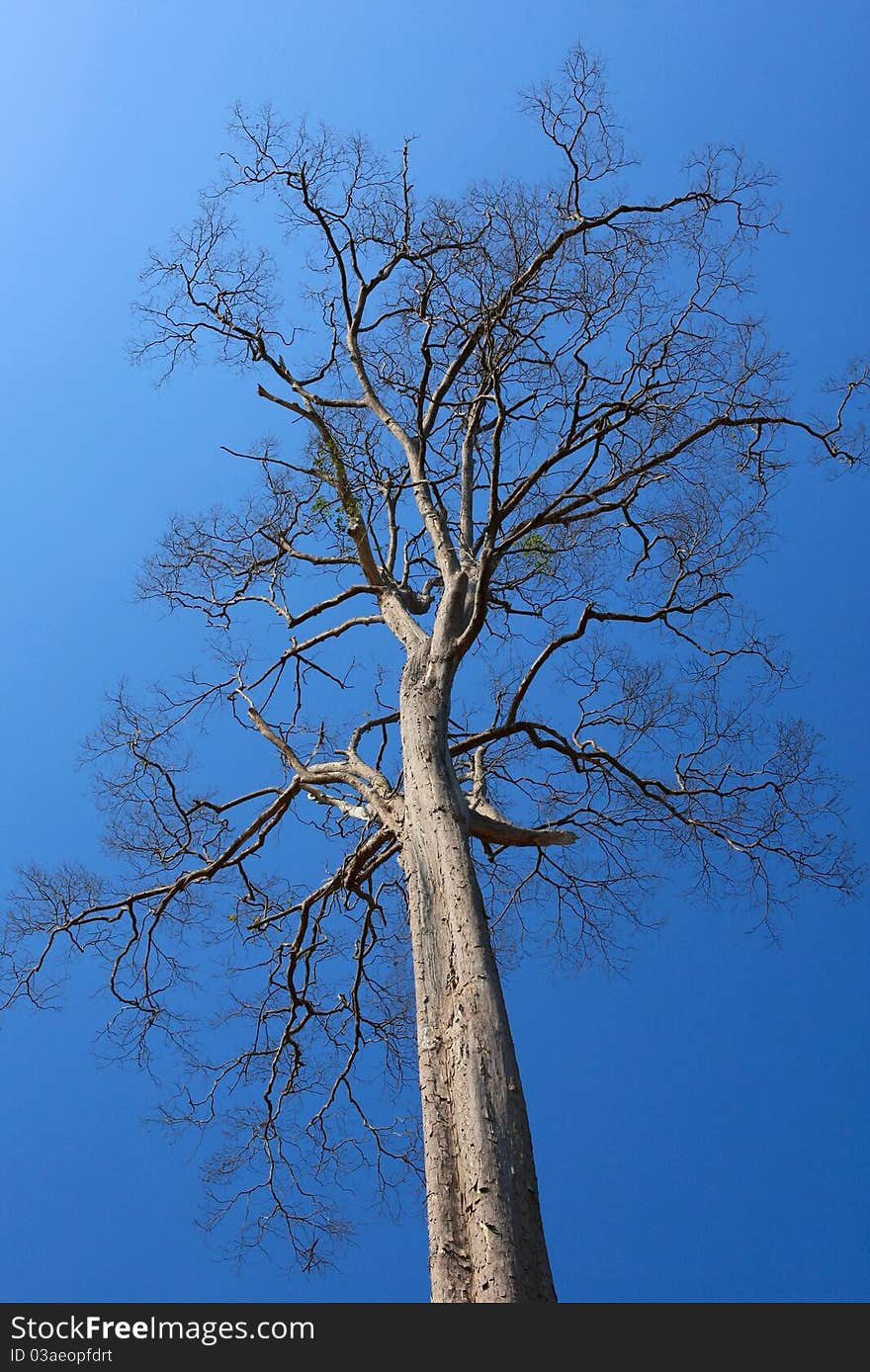 A dying tree on vivid blue sky background. A dying tree on vivid blue sky background