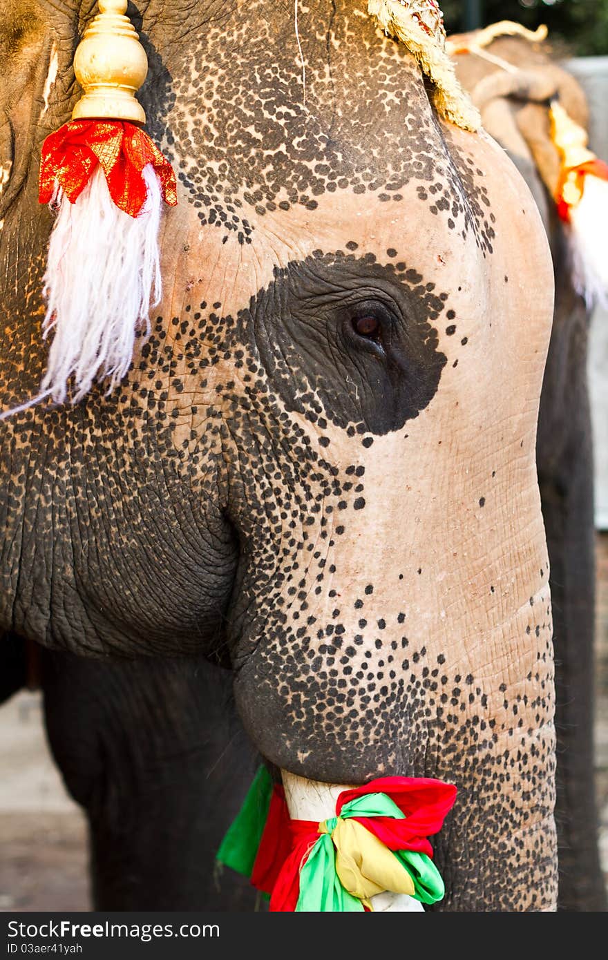 Elephant face close up in lopburi of Thailand