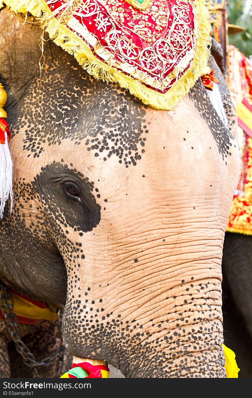 Elephant face close up in lopburi of Thailand