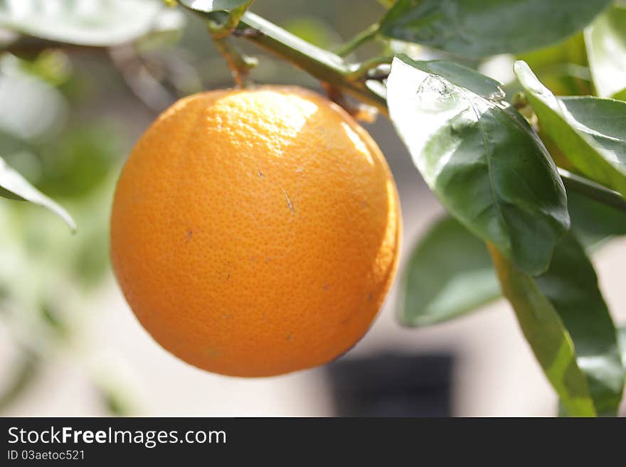 Citrus Fruit