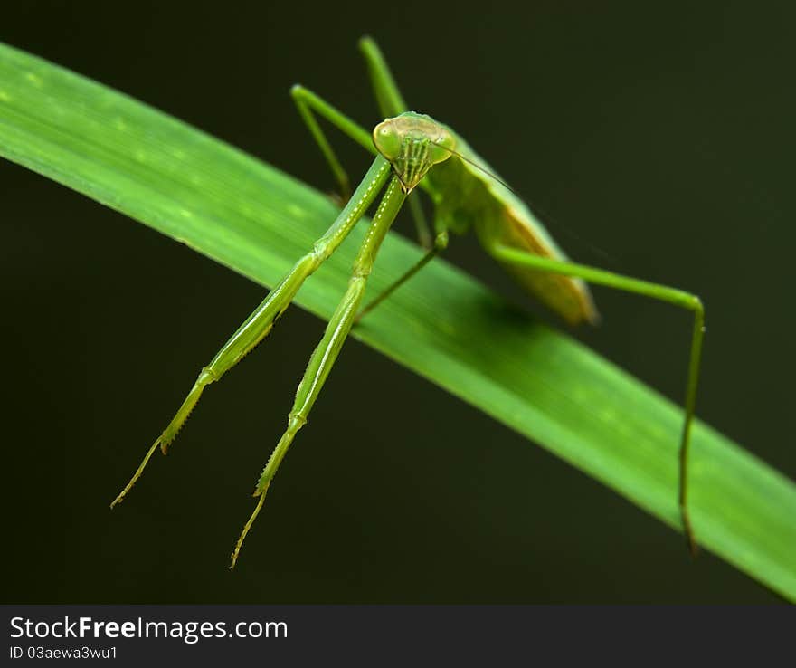 Female praying mantis posing on green stalk.