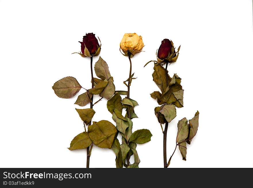 Three wihtered roses on white background. Three wihtered roses on white background