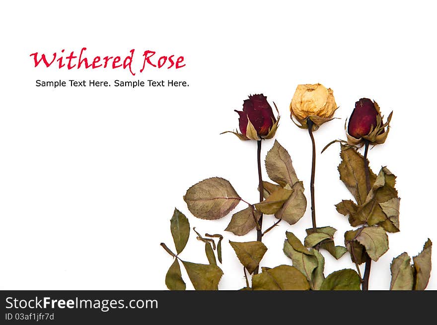 Withered Rose