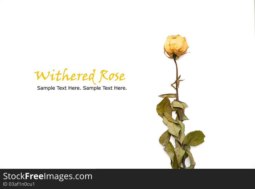 White Withered Rose