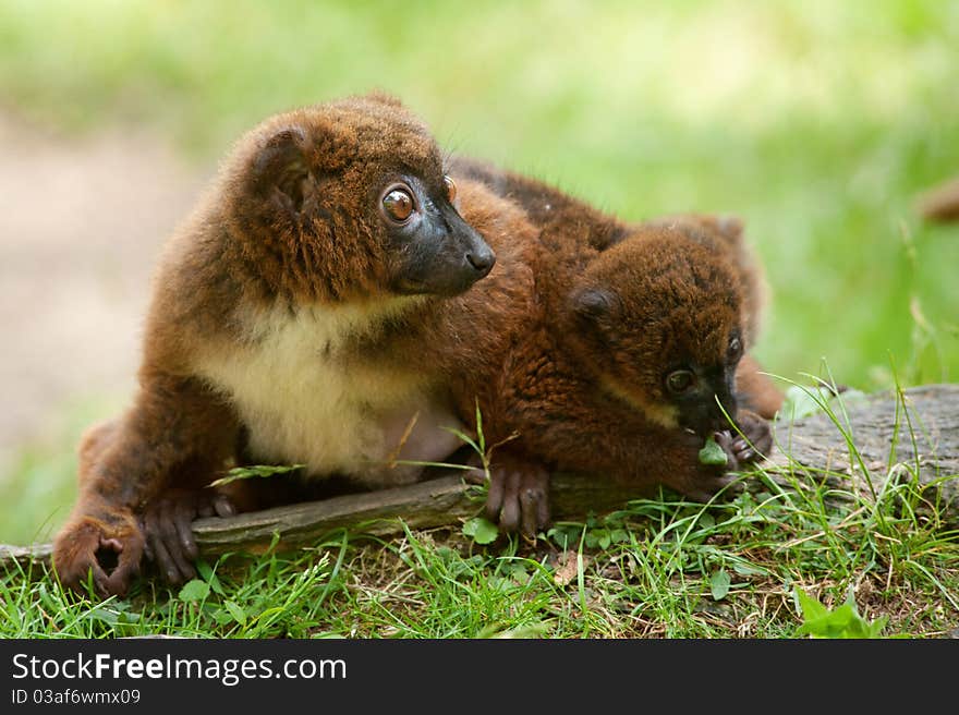 Cute Red-bellied Lemur with baby (Eulemur rubriventer)