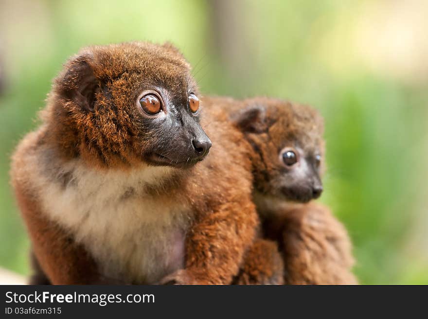 Cute Red-bellied Lemur with baby