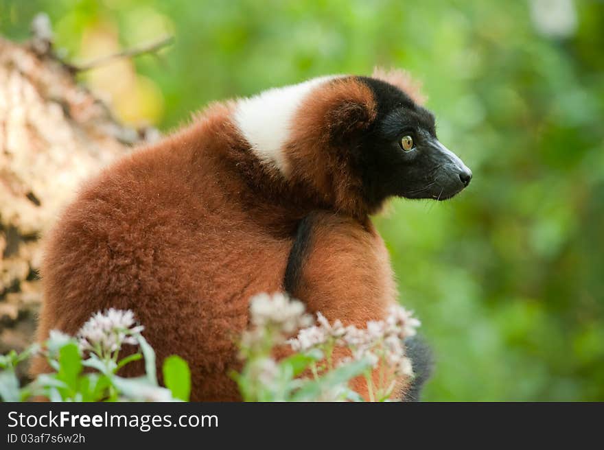 Beautiful red ruffed lemur