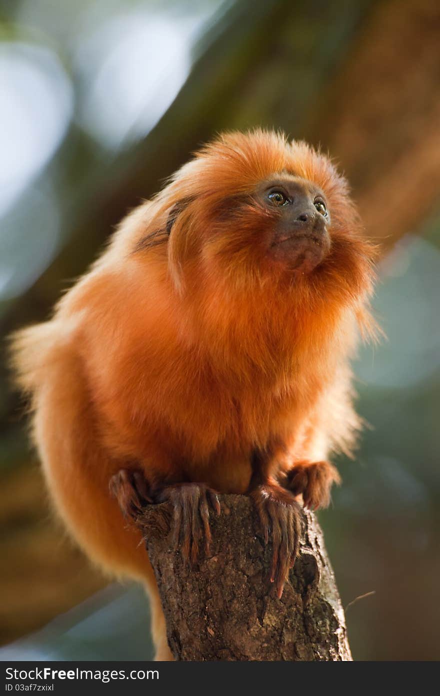 Cute golden lion tamarin (Leontopithecus rosalia)