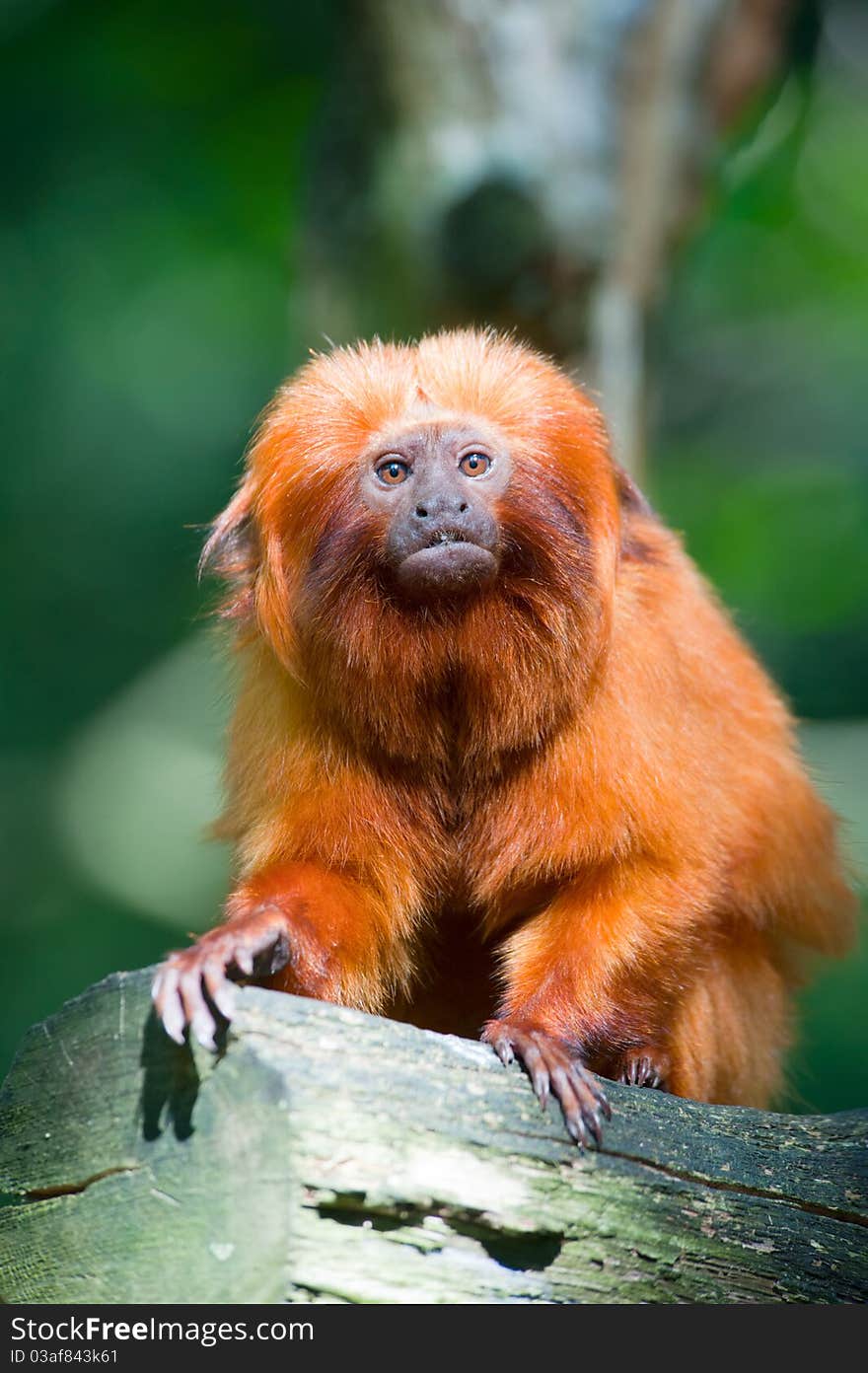 Cute golden lion tamarin (Leontopithecus rosalia)