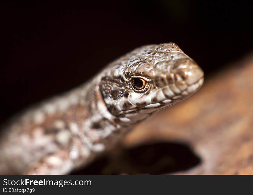 Portrait of European common sand lizard. Portrait of European common sand lizard