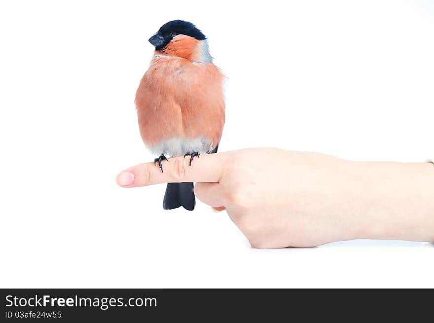 Woman holding bright beautiful bullfinch. Woman holding bright beautiful bullfinch