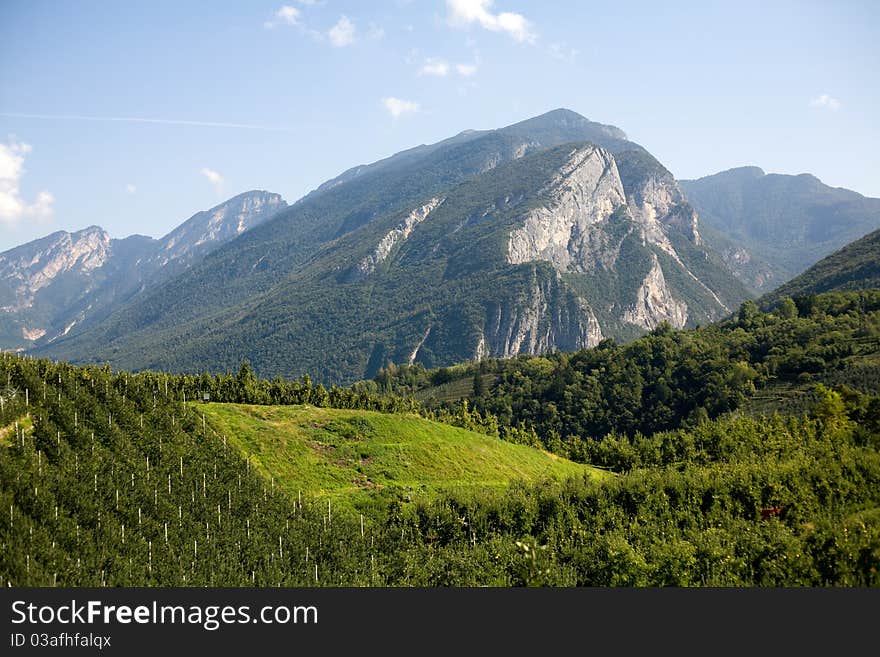 An image of apple orchards in the southern Alps. An image of apple orchards in the southern Alps.