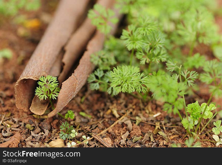 Dead tree bark and a new plant. Dead tree bark and a new plant