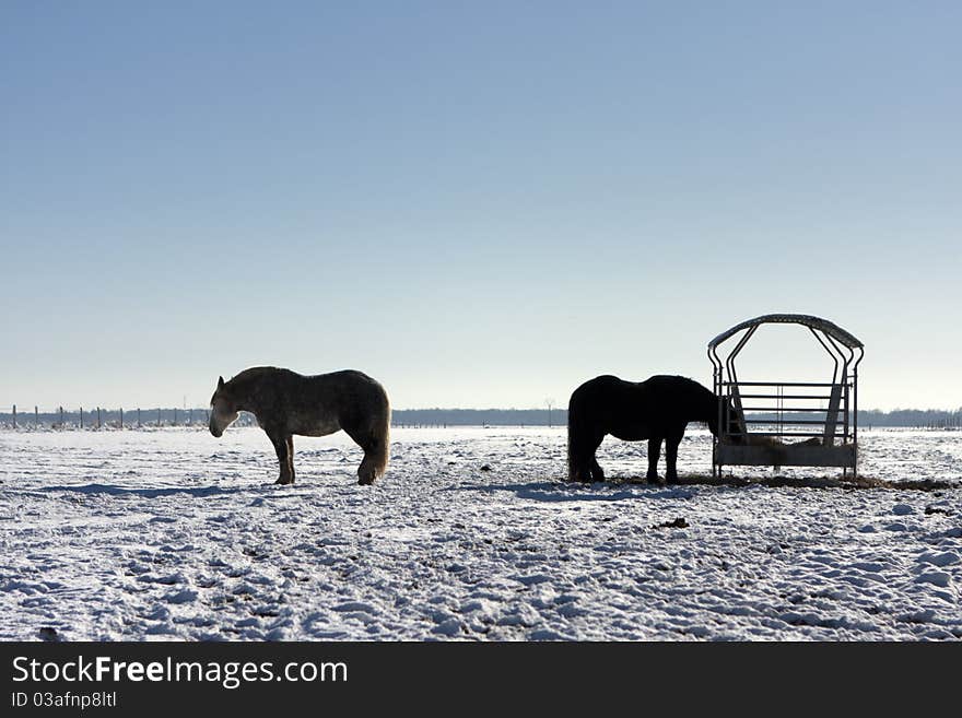 Horses in the snow in the winter cold. Horses in the snow in the winter cold