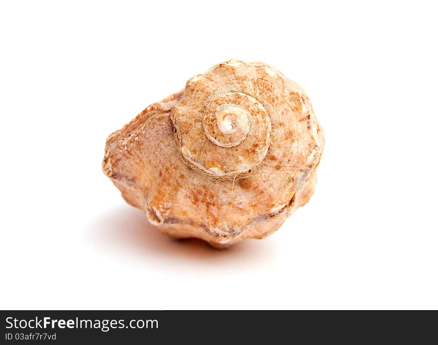 The image of sea shell isolated on white background