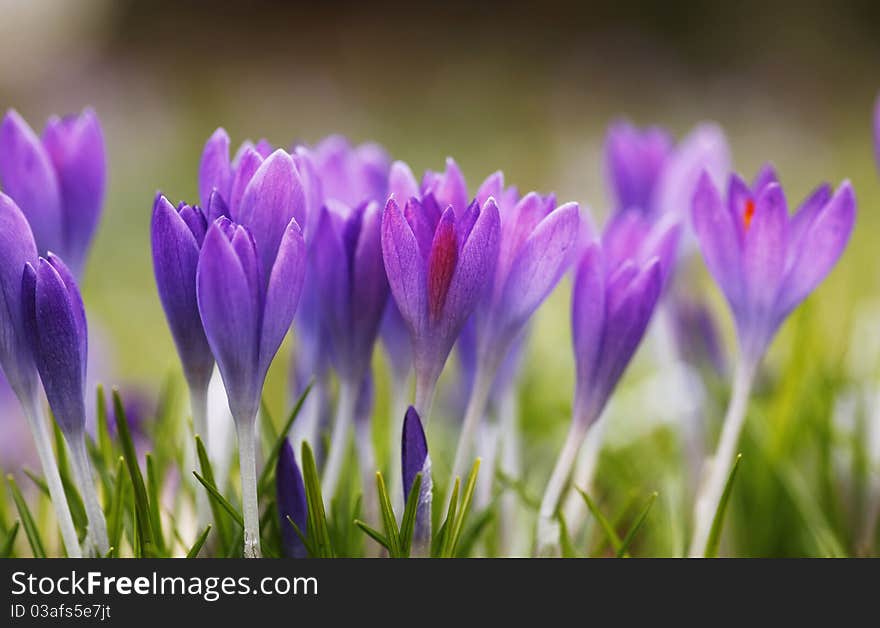 Beautiful crocuses in the wintertime